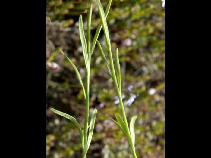 Linaire Canada (Nuttallanthus canadensis)_4