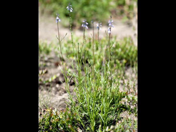 Linaire Canada (Nuttallanthus canadensis)_6