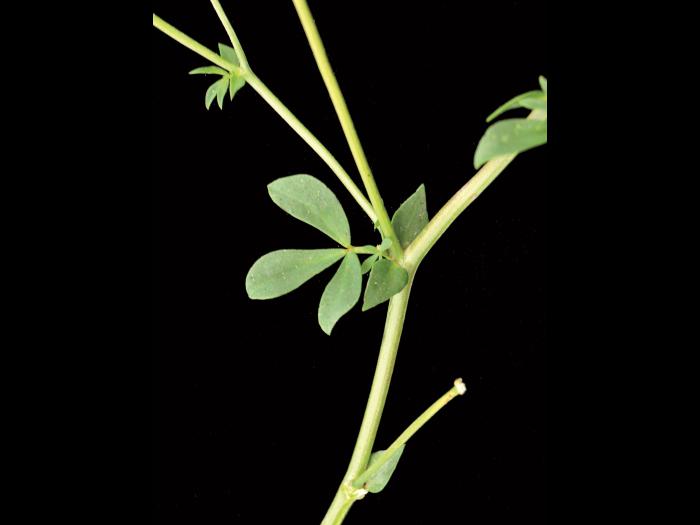 Lotier corniculé (Lotus corniculatus)_4