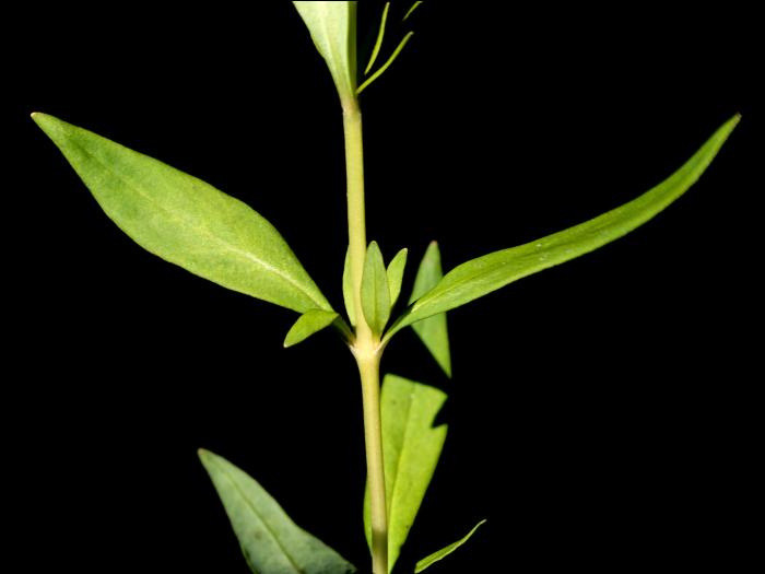 Lysimaque terrestre (Lysimachia terrestris)_6