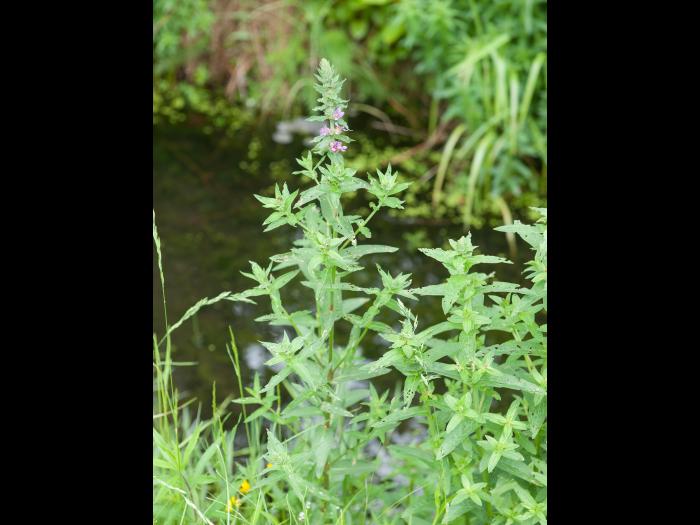 Salicaire commune (Lythrum salicaria)_9