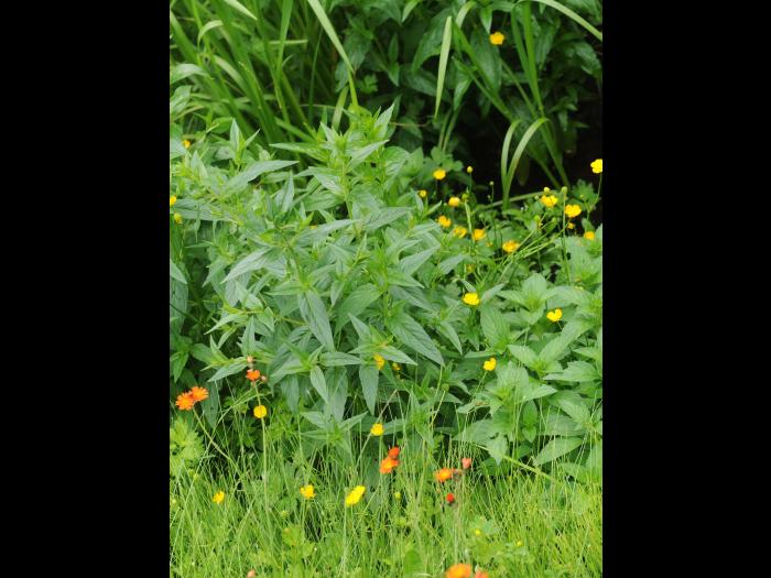 Salicaire commune (Lythrum salicaria)_17