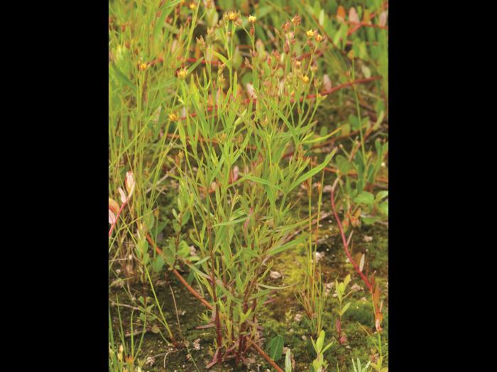 Millepertuis Canada (Hypericum canadense)_1