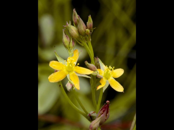 Millepertuis Canada (Hypericum canadense)_3
