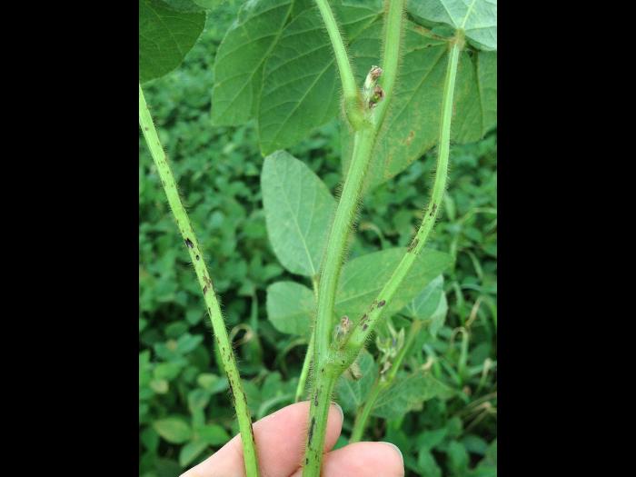 Soya - fomésafène (14)_11