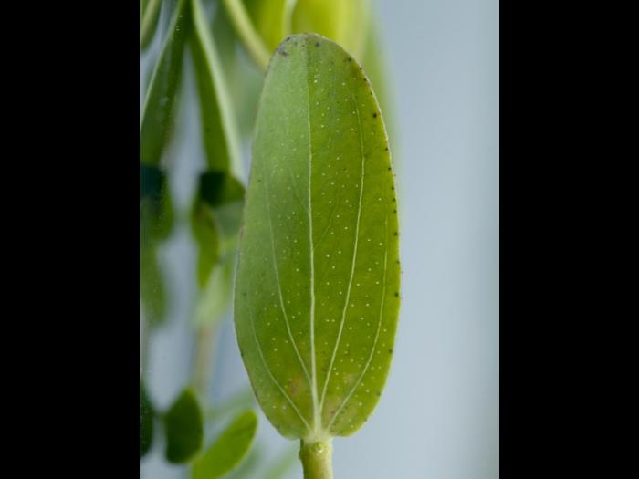 Millepertuis commun (Hypericum perforatum)_4
