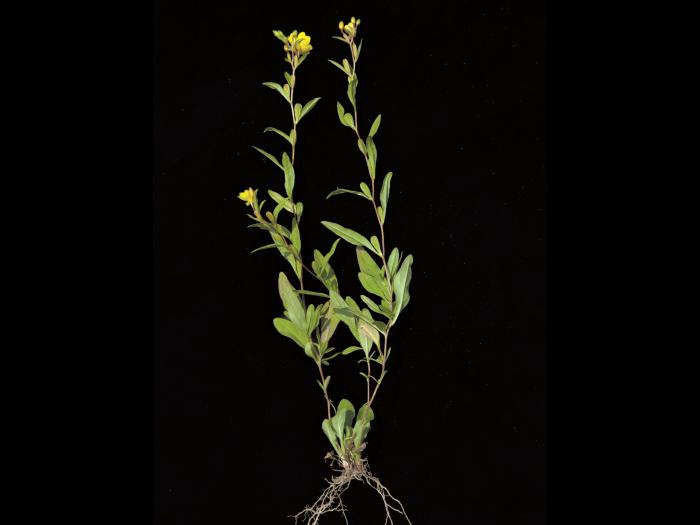 Onagre vivace (Oenothera perennis)_2