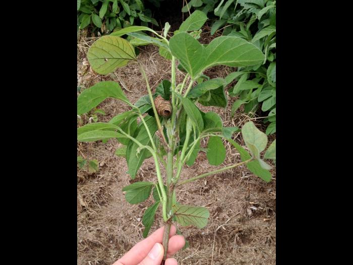 Soya - halosulfuron (ester méthyle) (2)_2