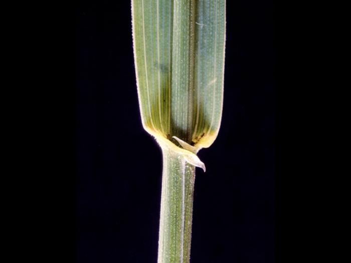 Chiendent(Elymus repens)_5