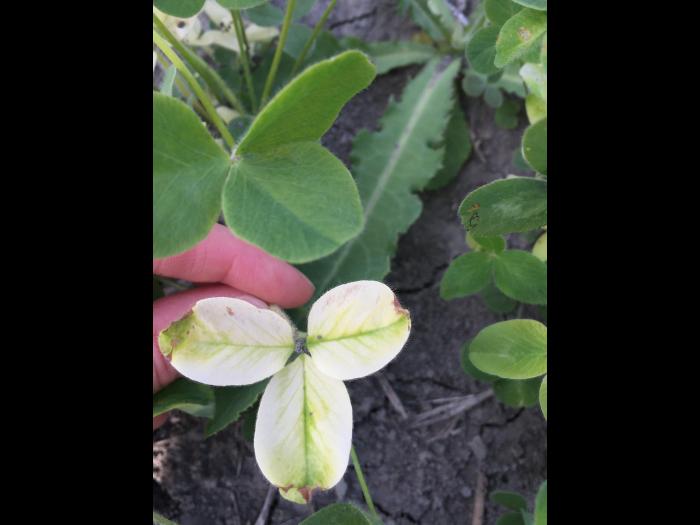 Trèfle - mésotrione (27)_1