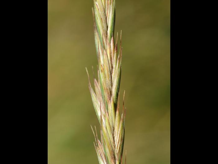 Chiendent(Elymus repens)_14