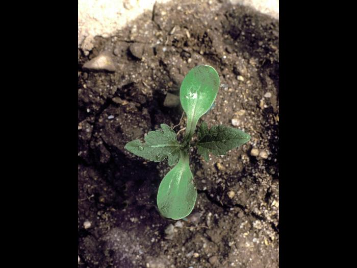 Grande herbe à poux (Ambrosia trifida)_9