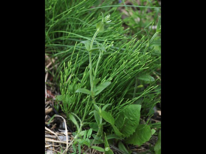 Céraiste vulgaire(Cerastium fontanum)_13