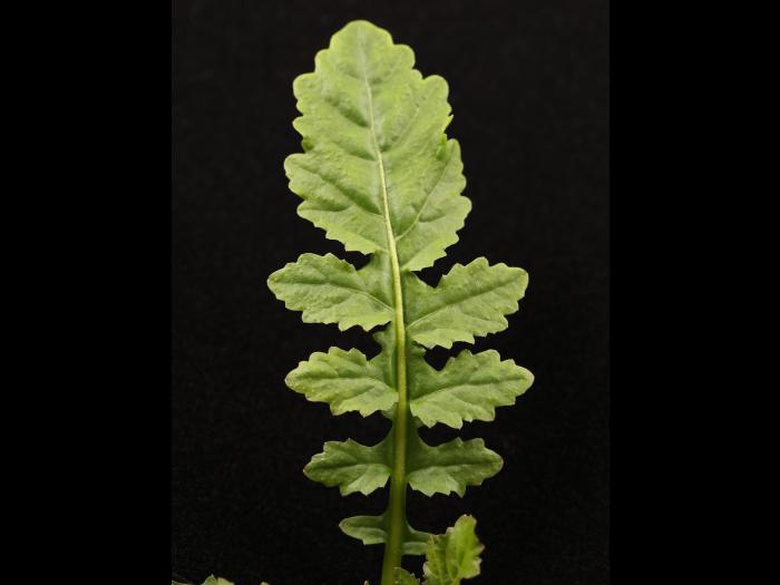 Rorippe marais (Rorippa palustris)_17