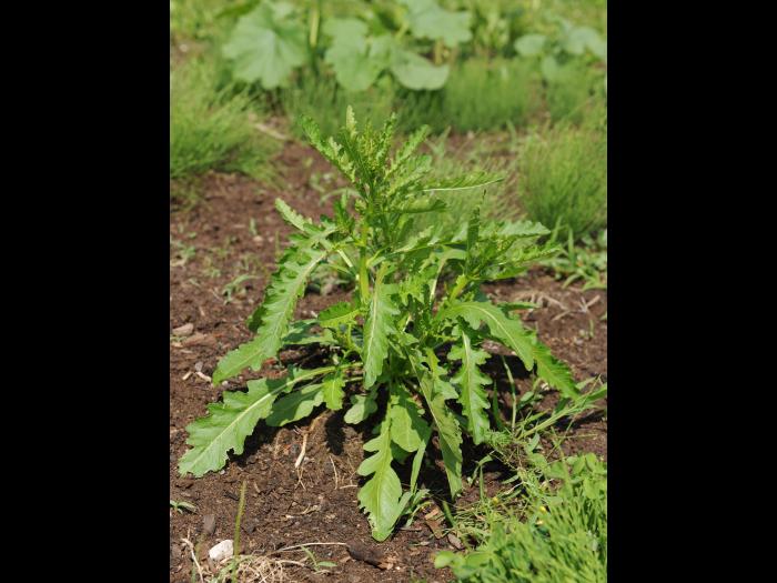 Rorippe marais (Rorippa palustris)_18