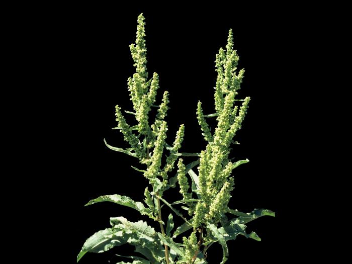 Patience crépue (Rumex crispus)_5