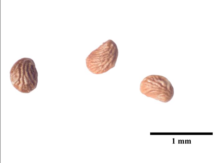 Potentille dressée (Potentilla recta)_7