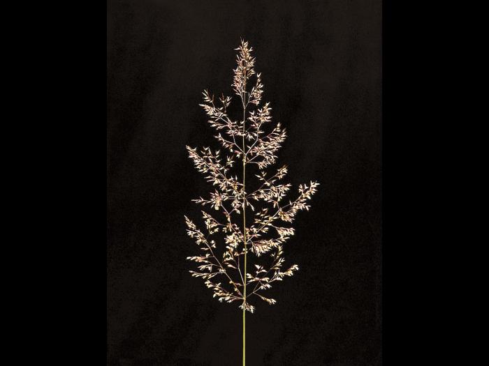 Agrostide blanche(Agrostis gigantea)_6