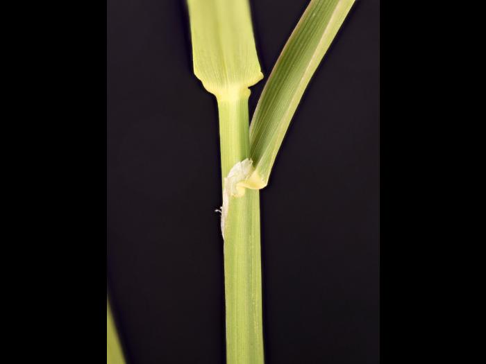 Alpiste roseau(Phalaris arundinacea)_10