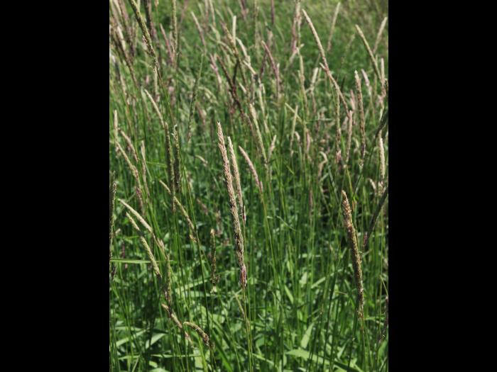 Alpiste roseau(Phalaris arundinacea)_12