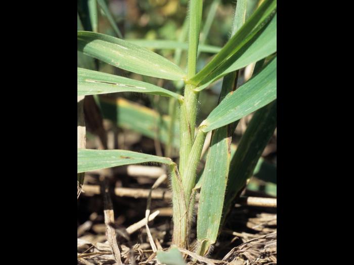 Brome inerme(Bromus inermis)_2
