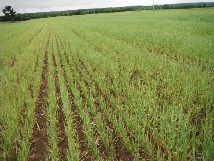 Orge - mésotrione (27)_2