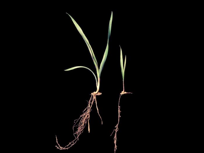 Brome inerme(Bromus inermis)_12
