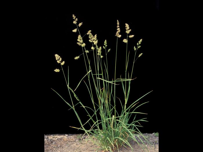 Dactyle pelotonné(Dactylis glomerata)_9