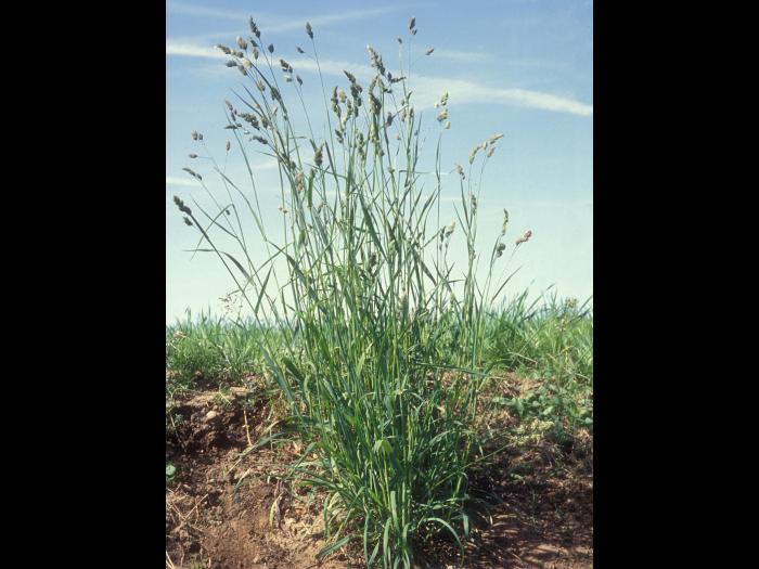 Dactyle pelotonné(Dactylis glomerata)_11