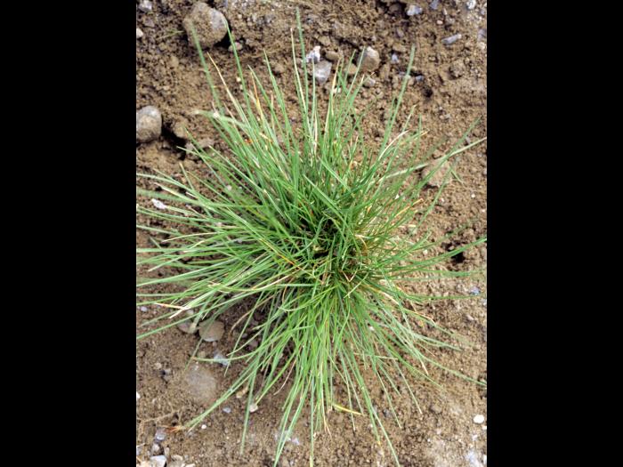 Fétuque rouge (Festuca rubra)_8