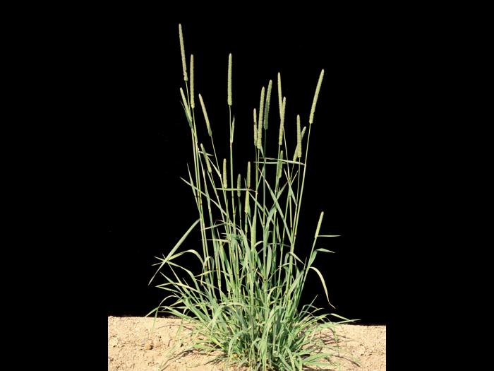 Fléole des prés (Phleum pratense)_6