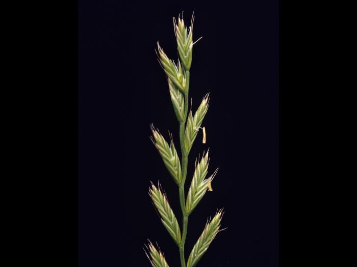 Ivraie multiflore (Lolium multiflorum)_2