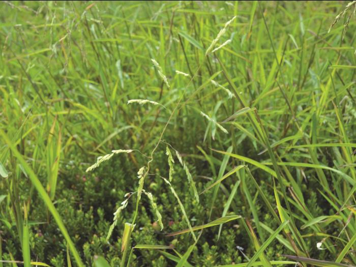 Léersie faux-riz (Leersia oryzoides)_12