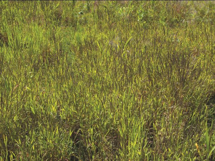 Muhlenbergie feuillée (Muhlenbergia frondosa)_14