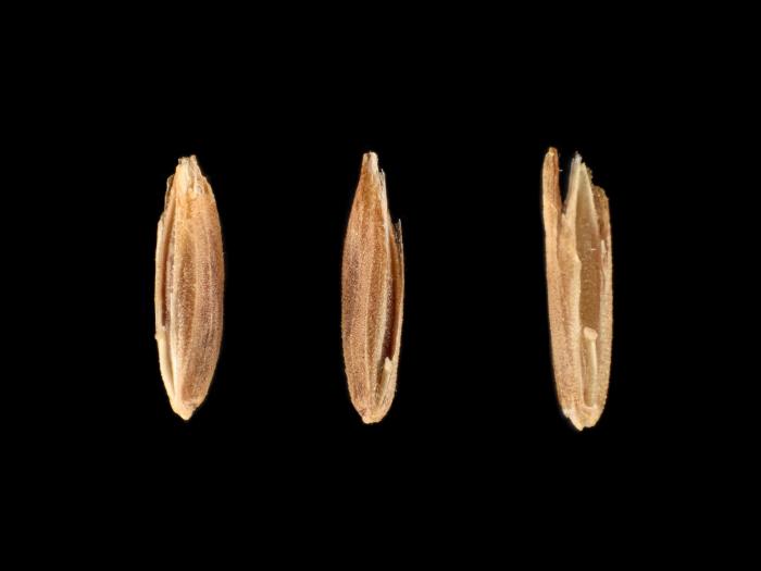 Pâturin prés (Poa pratensis)_17