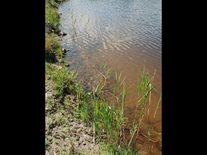 Roseau commun (Phragmites australis)_15
