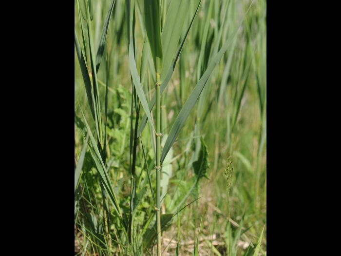 Roseau commun (Phragmites australis)_21