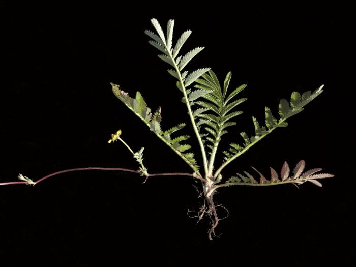 Potentille ansérine (Potentilla anserina)_2