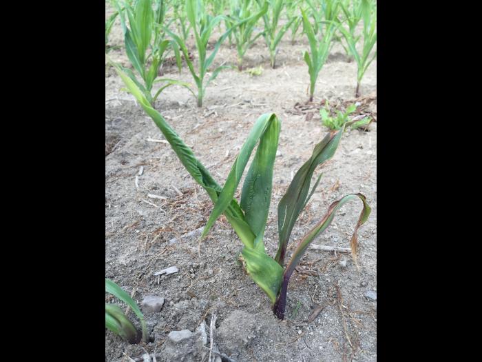 Maïs grain et fourrager - imazéthapyr (2)_7