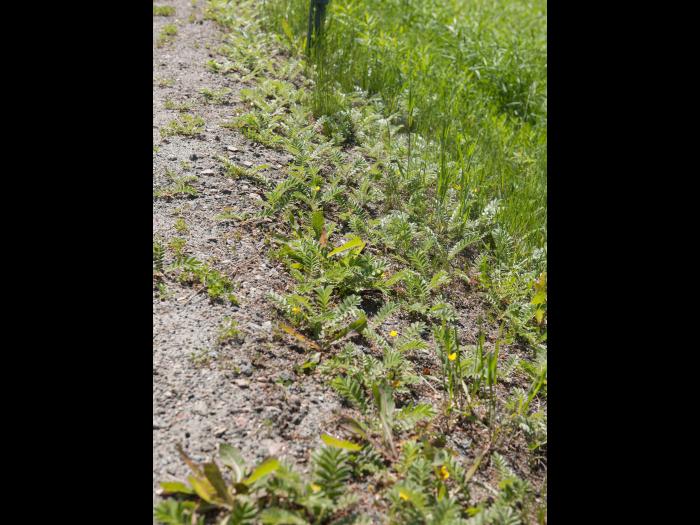 Potentille ansérine (Potentilla anserina)_10