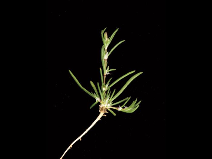 Spergulaire rouge(Spergularia rubra)_2