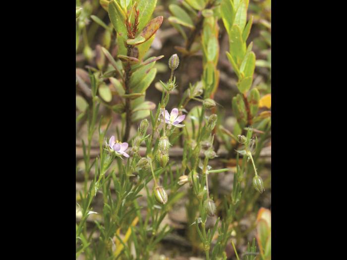 Spergulaire rouge(Spergularia rubra)_3
