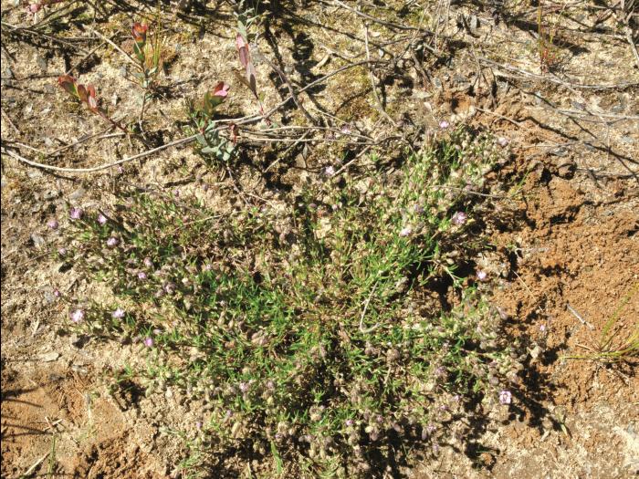 Spergulaire rouge(Spergularia rubra)_10