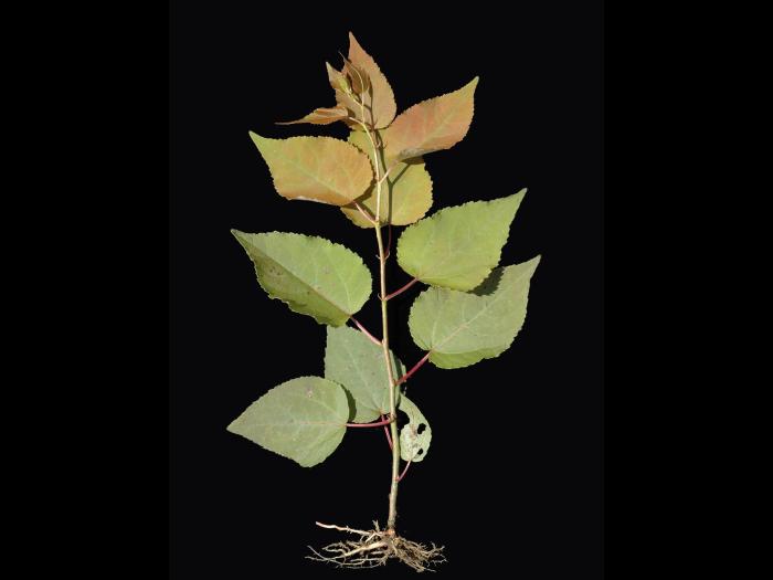Peuplier baumier (Populus balsamifera)_4