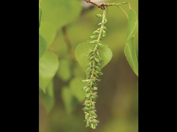 Peuplier faux-tremble (Populus tremuloides)_5