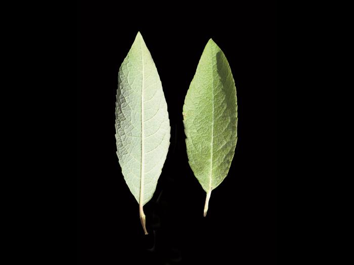 Saule Bebb (Salix bebbiana)_3