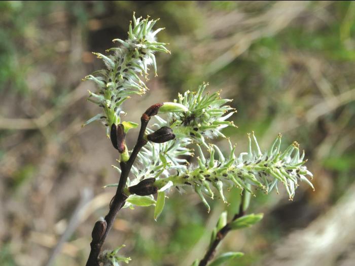 Saule discolore (Salix discolor)_4