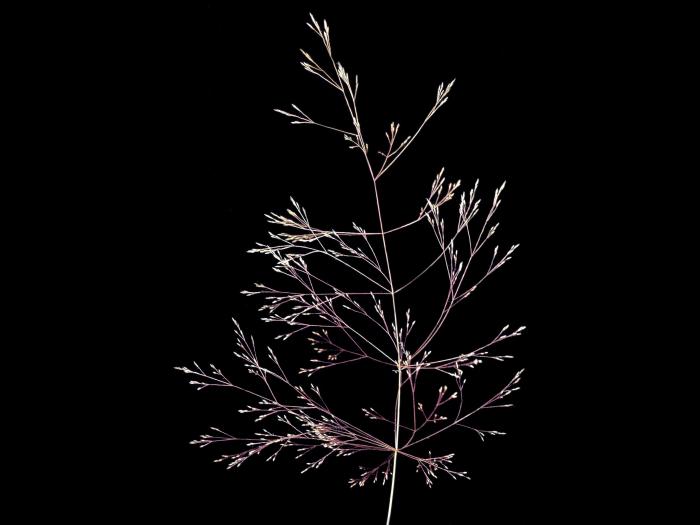 Agrostide scabre(Agrostis scabra)_2