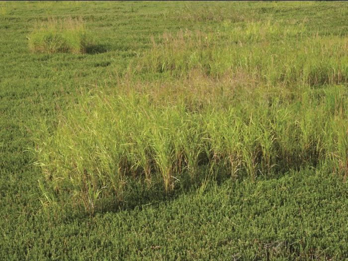Calamagrostide Canada(Calamagrostis canadensis)_6
