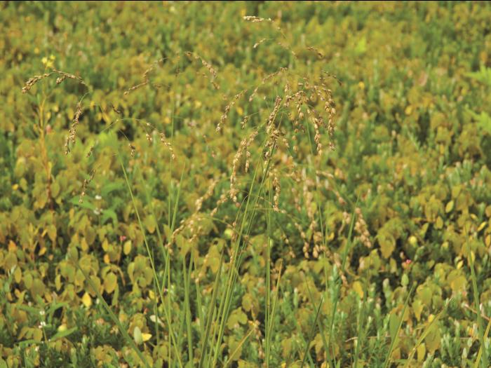 Glycérie Canada (Glyceria canadensis)_5